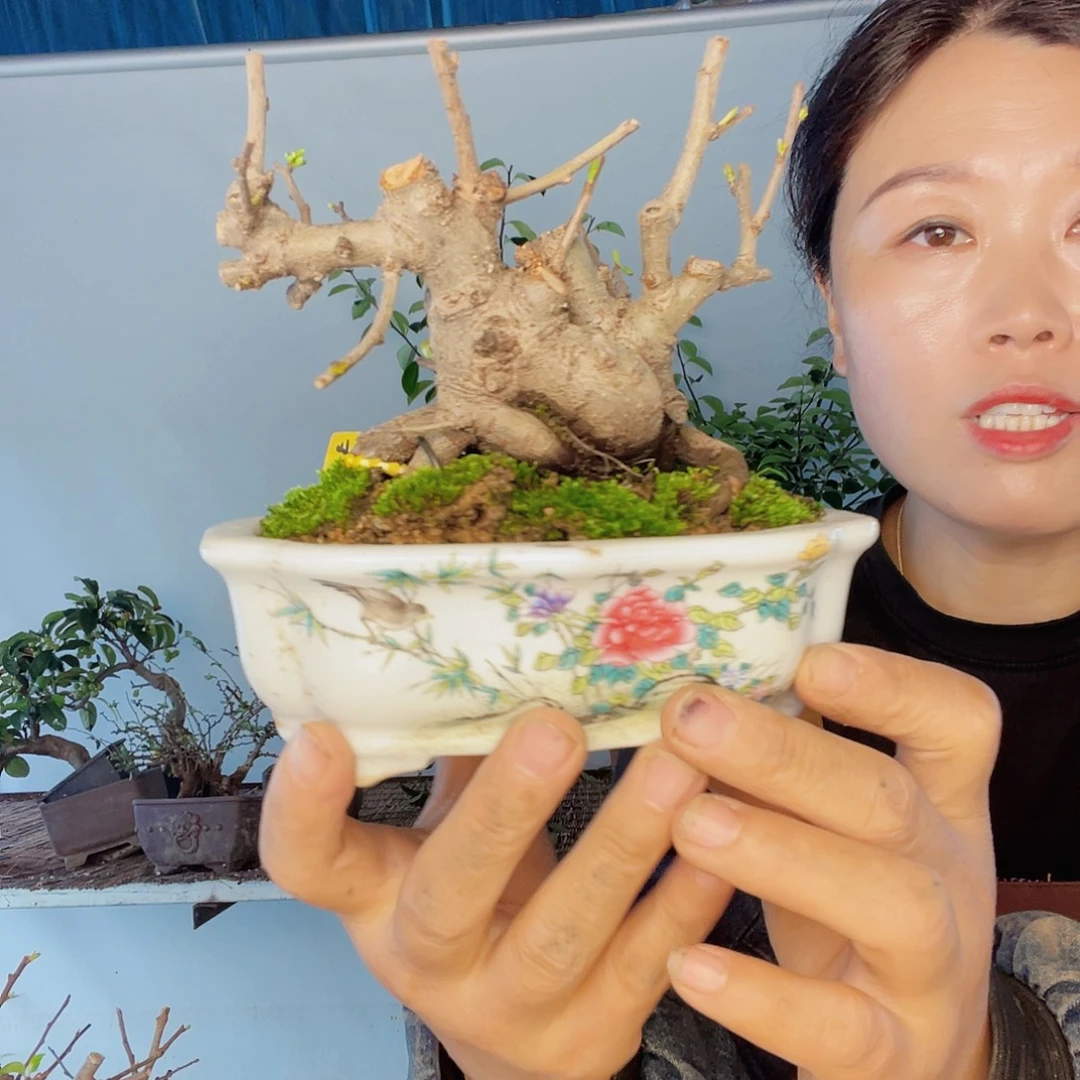 一***福无花朵白花长寿梅