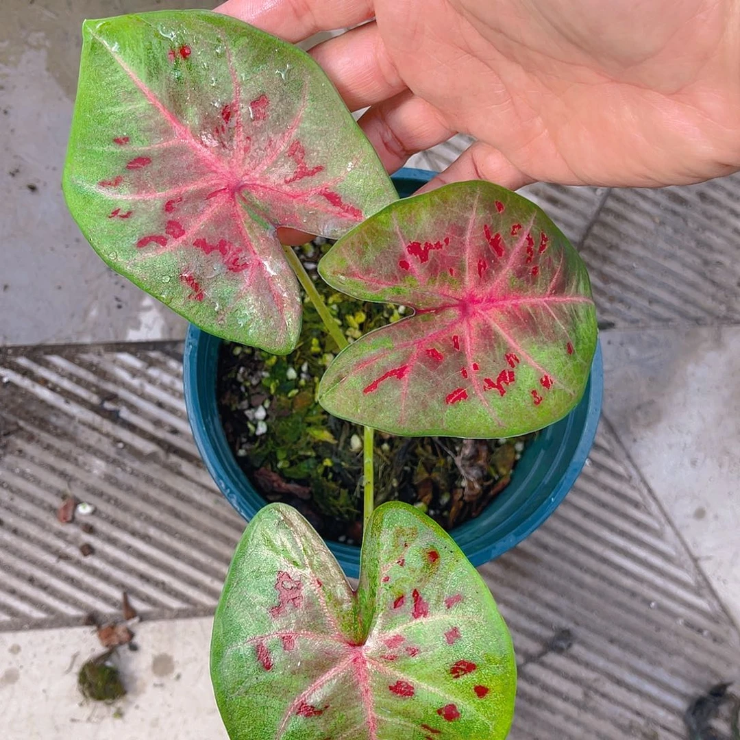 完全开放泰彩一物一拍9076