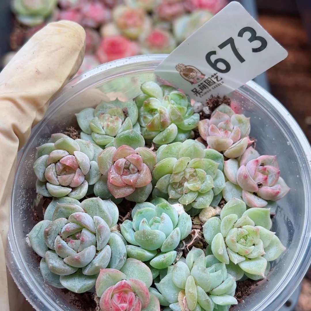 多肉植物多花植物