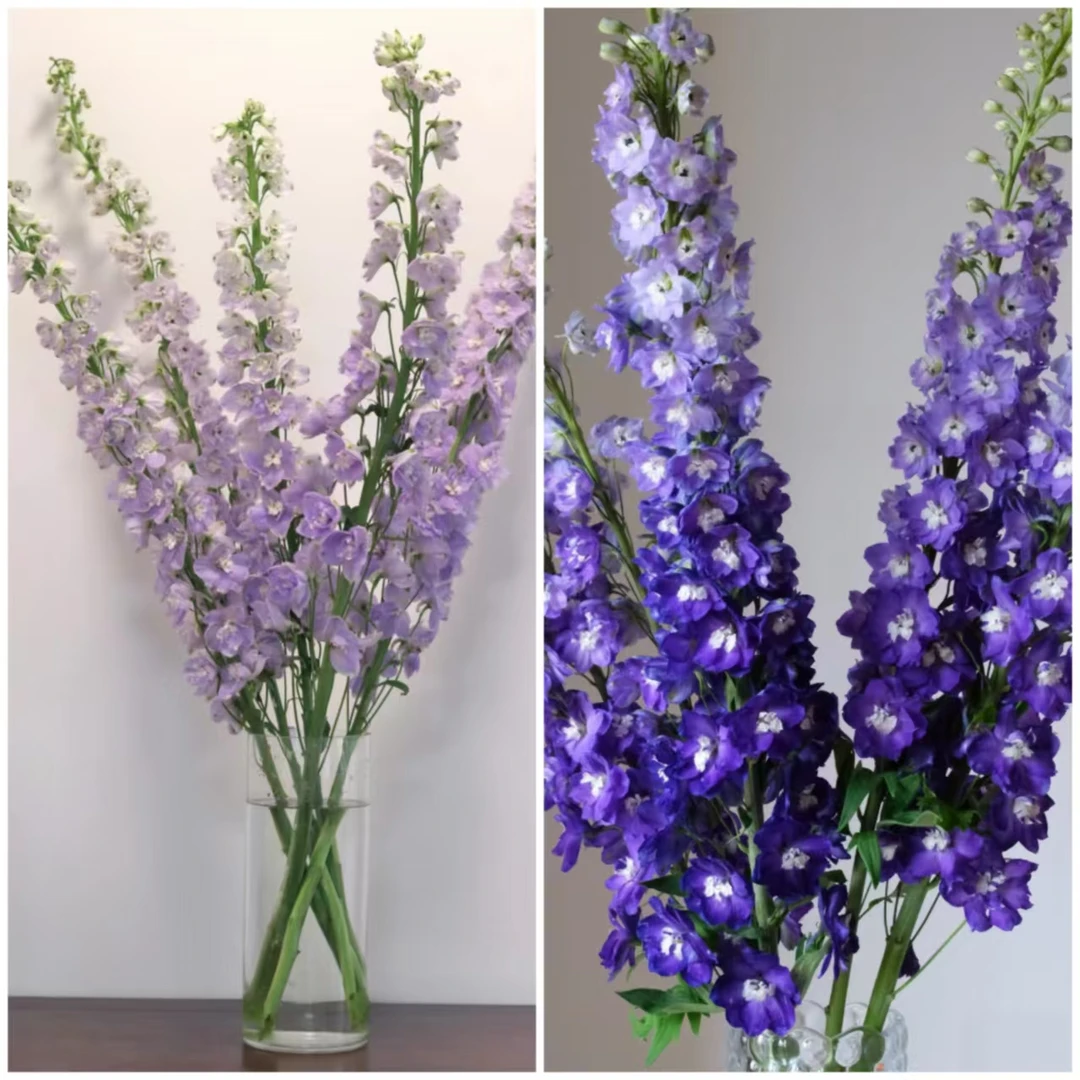 【源头一手价】紫色大飞燕一把   云南  基地  鲜花   水养  家养