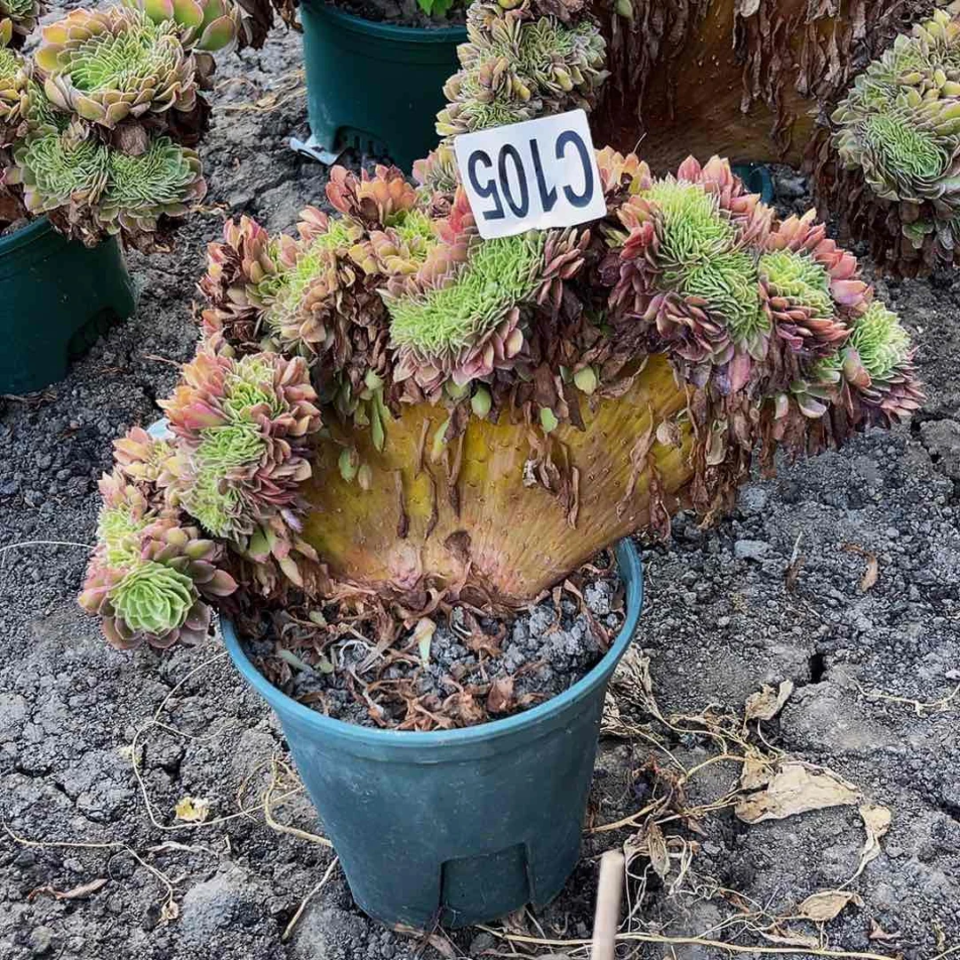 海王法师16//-10包邮