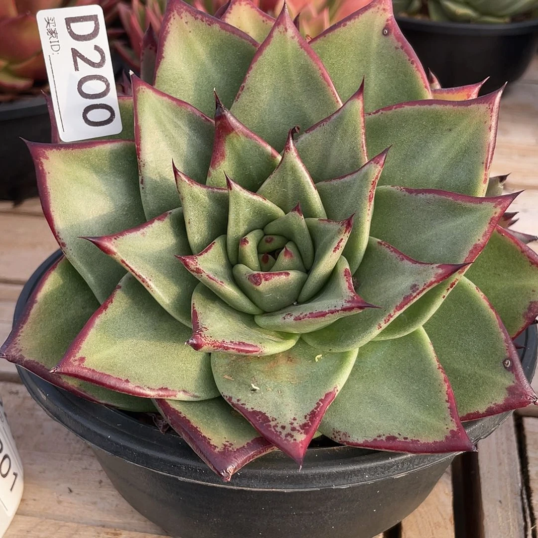 若如东云单拍D200