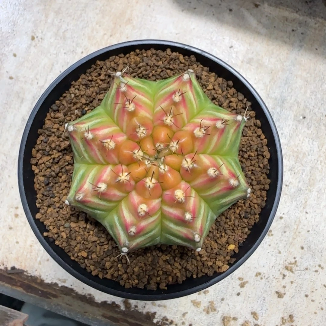 泰系实生轮回福利价