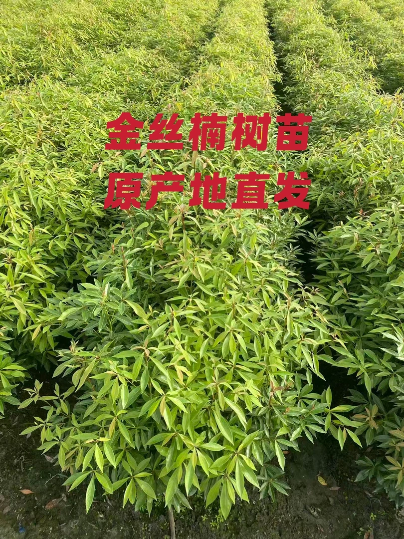 基地直发小叶桢楠金丝楠木沉香树苗
