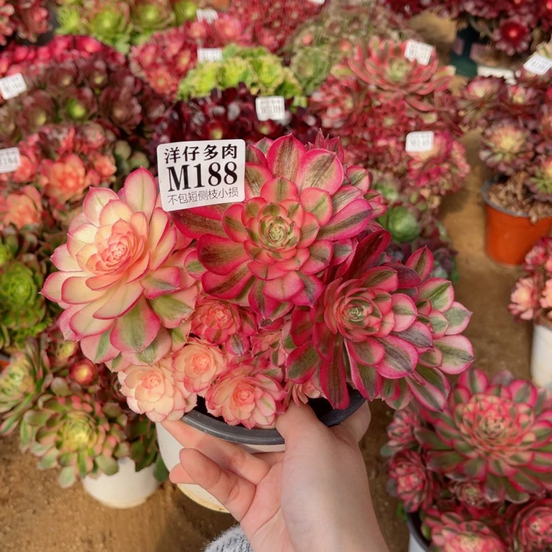 188倾城 冠幅16左右