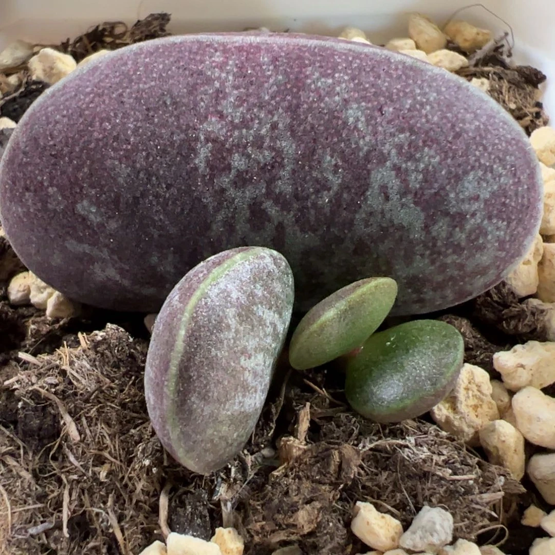 阴阳斑满斑花蛋大苗多肉植物
