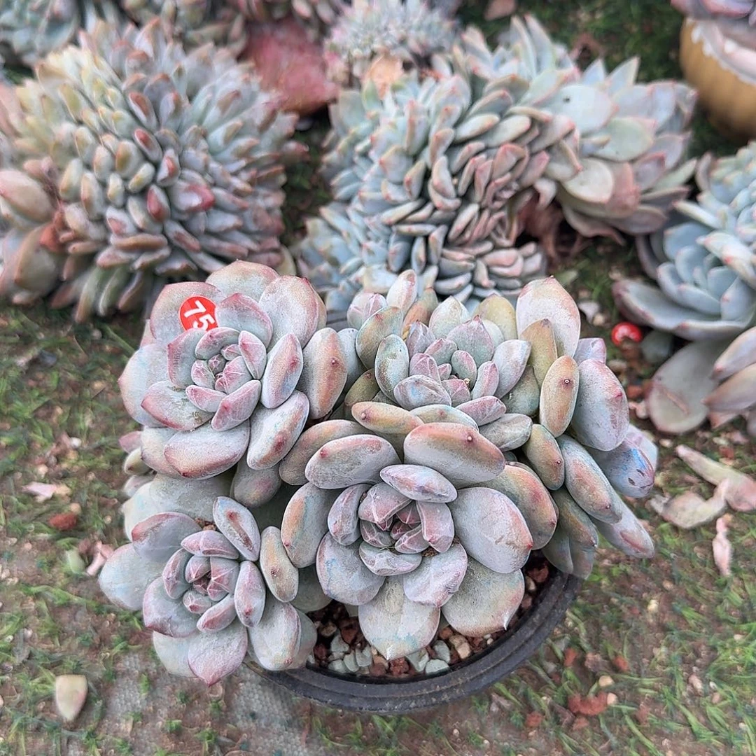石榴籽群12头默有砍