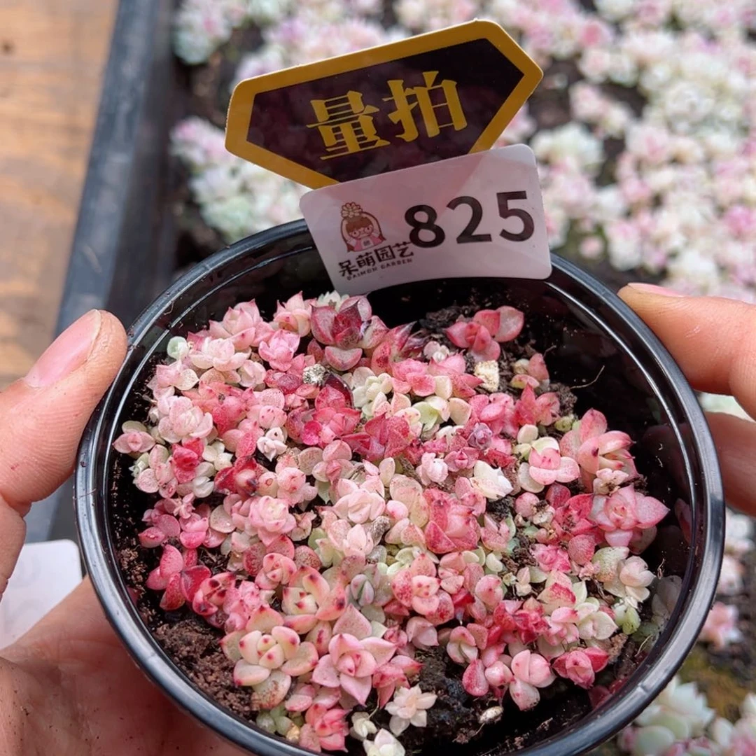 多肉植物多肉植物
