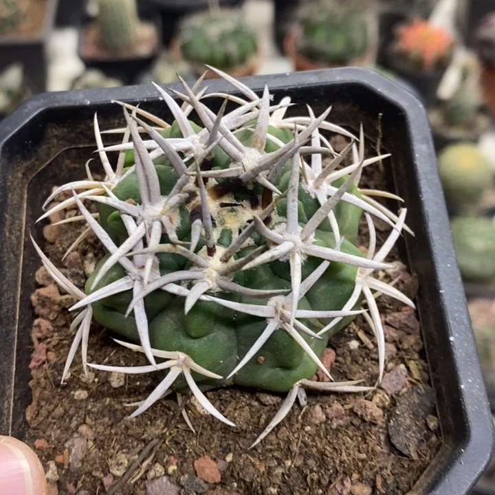 实生精品碧岩玉特价