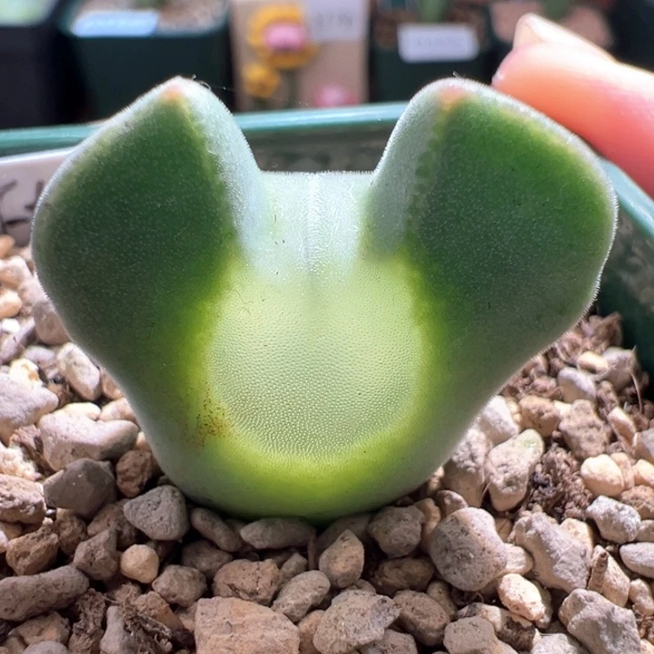 A380.  优选超级大大大眼空蝉母本。