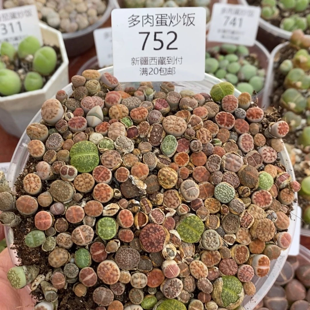 感谢您的支持，00752