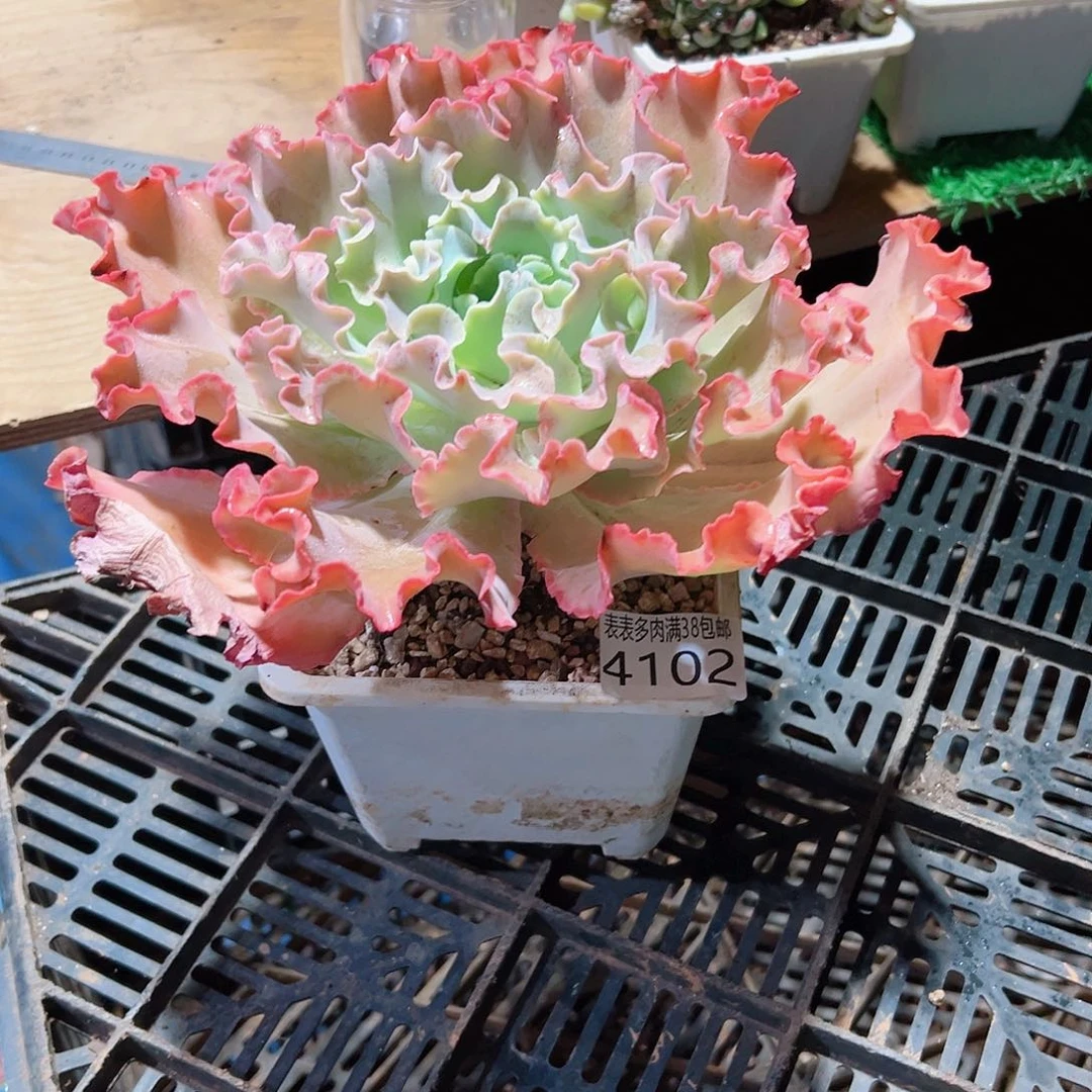 一***糖无花朵多肉一物一拍植物4123