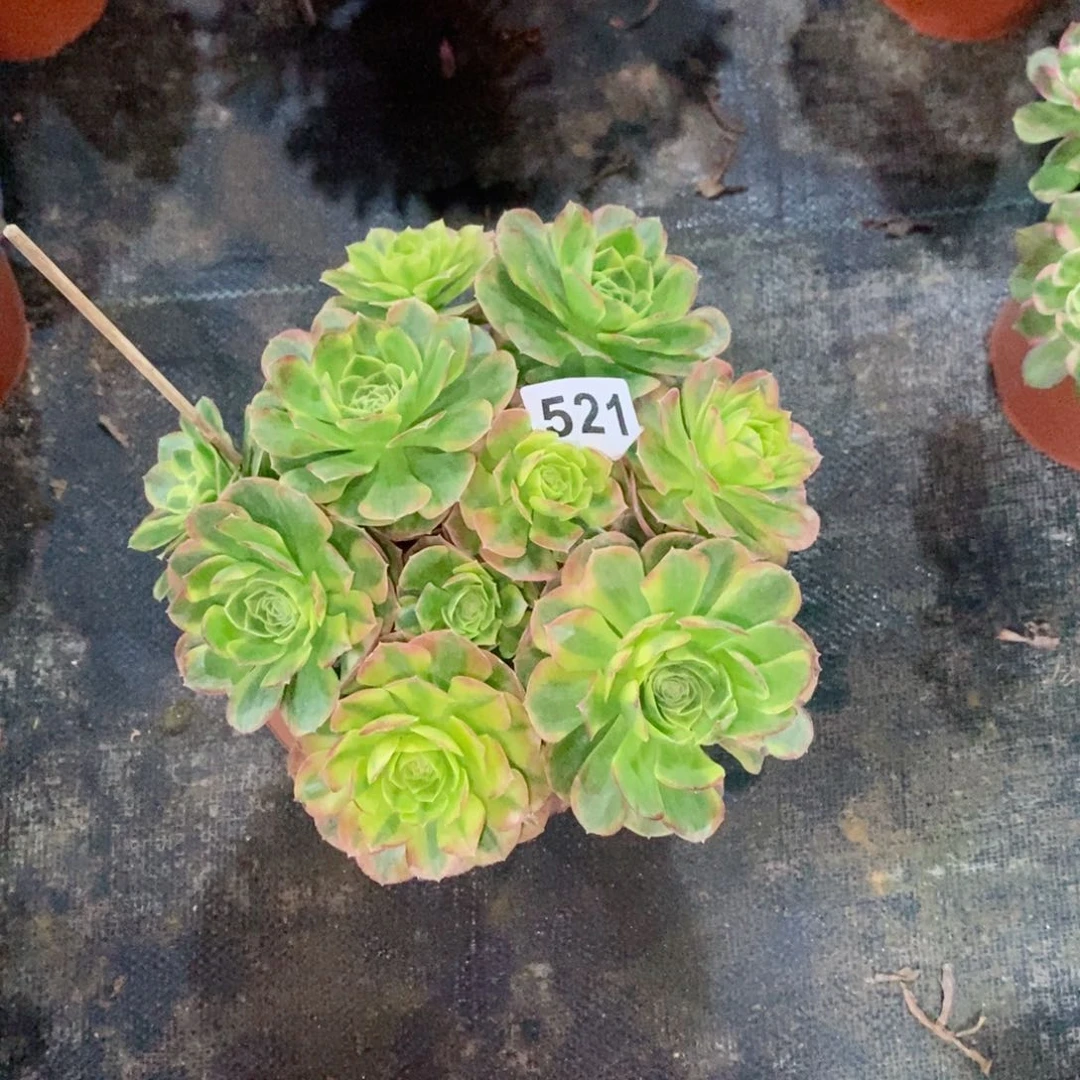 张*奶白521多肉1111