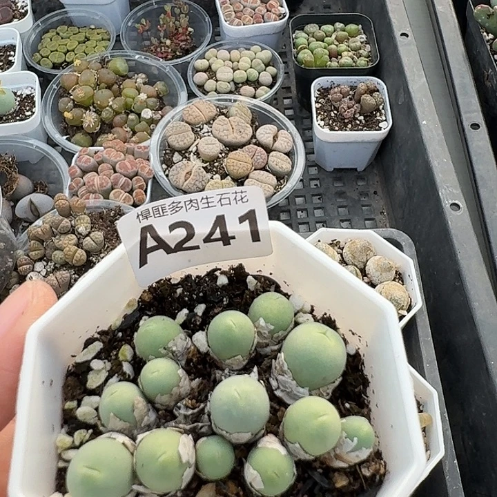 241多肉植物多肉植物