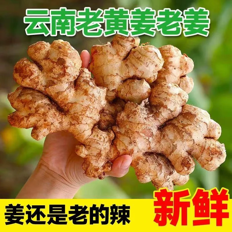 正宗云南高山小黄姜老姜产地直销