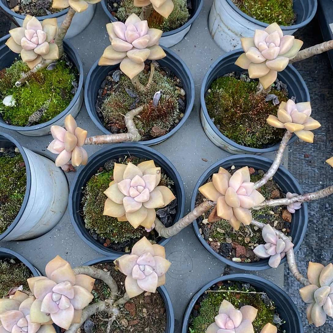 团杏美人，福利多多