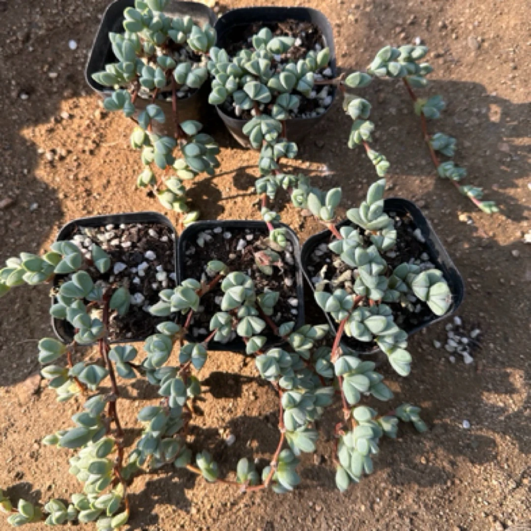 5颗碧玉莲老桩多肉植物