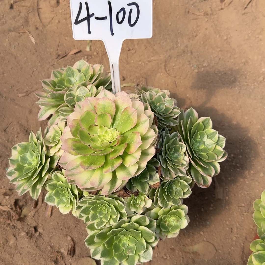 4-100海王多肉法师多肉