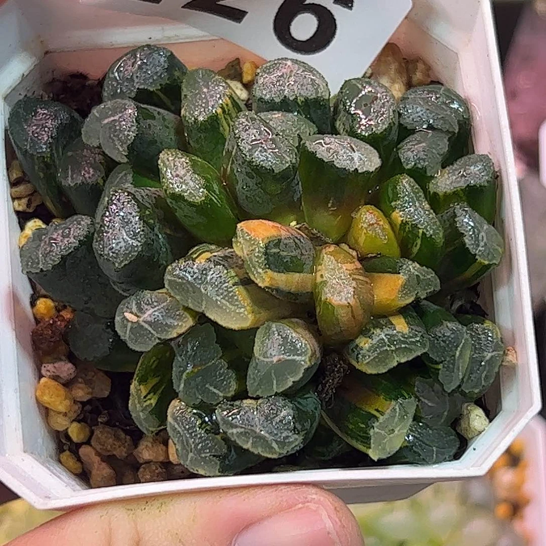 清万象锦十二卷多肉植物
