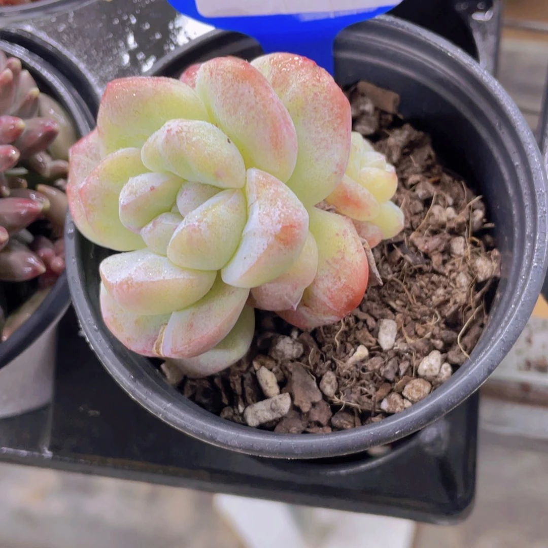 681号 全状态冰玉石化一个