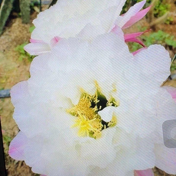 白牡丹侧芽5公分左右毛花柱（20包邮）