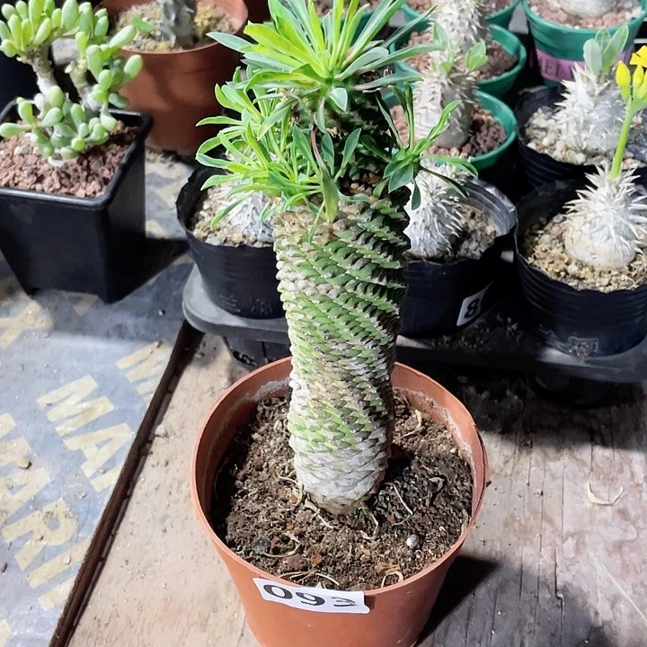 093超大铁甲麒麟