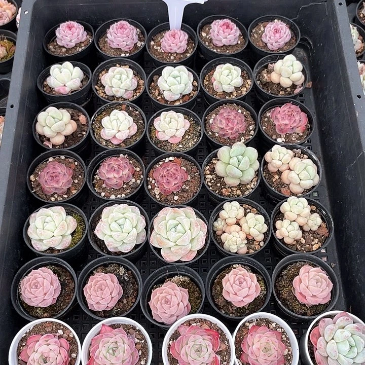 薇薇安园艺多肉2408