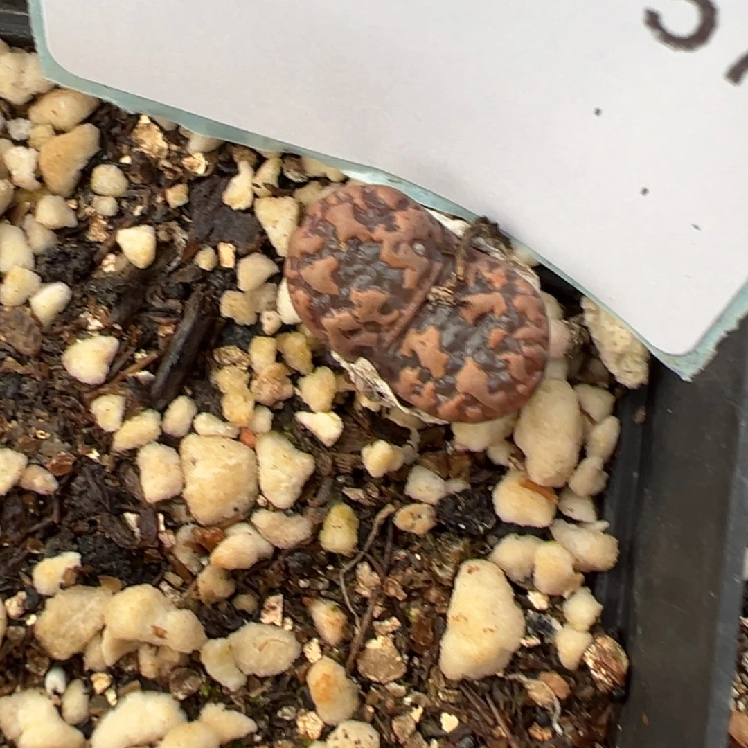 26-57肉锥多肉植物