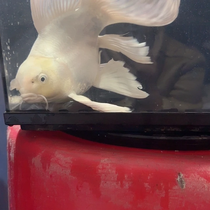 蝴蝶鲤鱼蝴蝶鲤包邮40不售后
