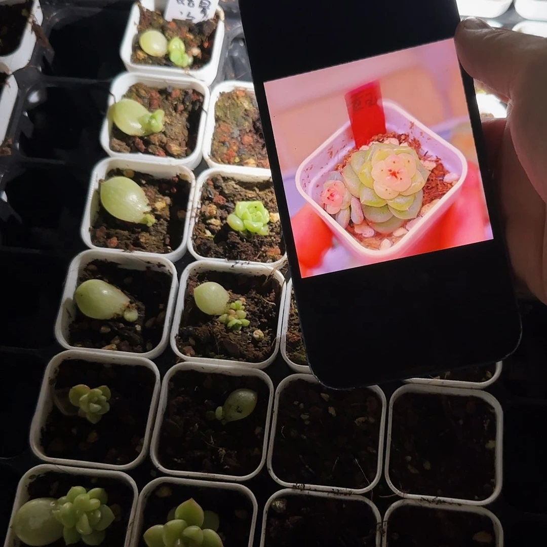 黄玉骨盆外棚一个满25包邮