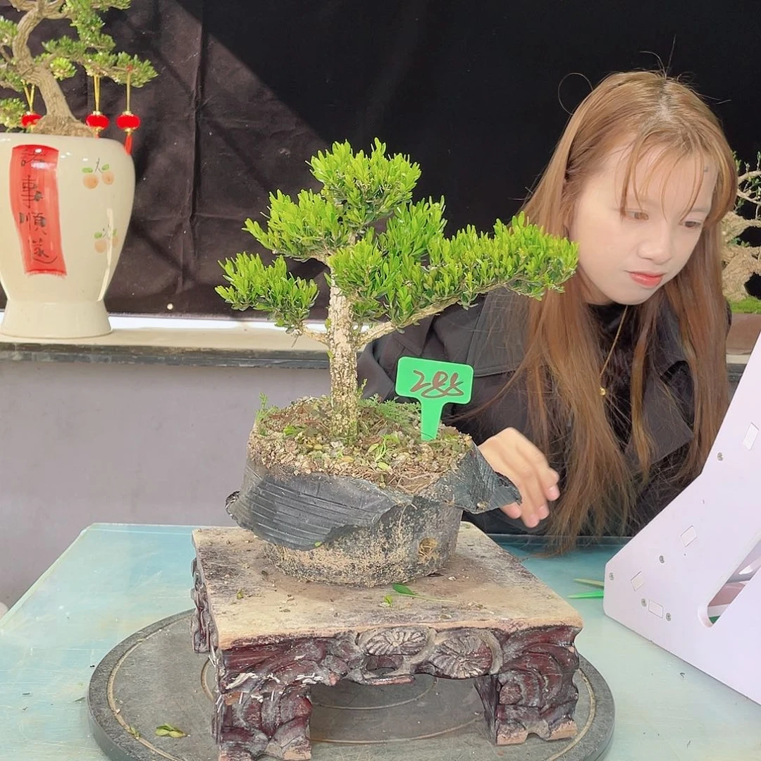 黄杨黄杨黄杨黄杨288