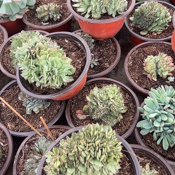 剑司诺娃缀1个多肉植物实物