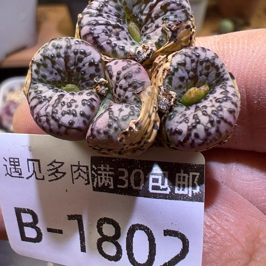 多肉植物111111111111