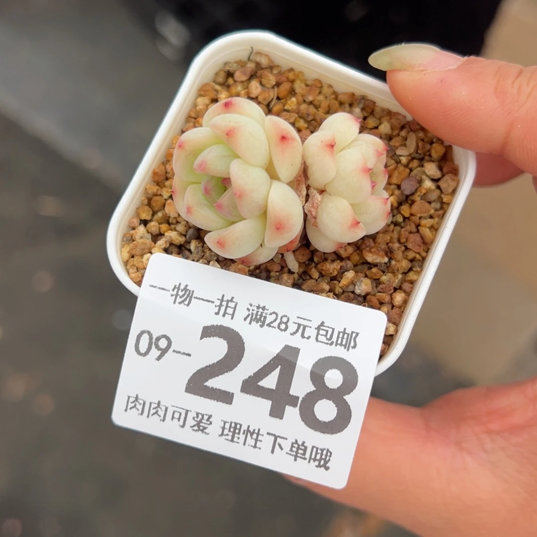 蜜糖甜心多肉多肉多肉多肉