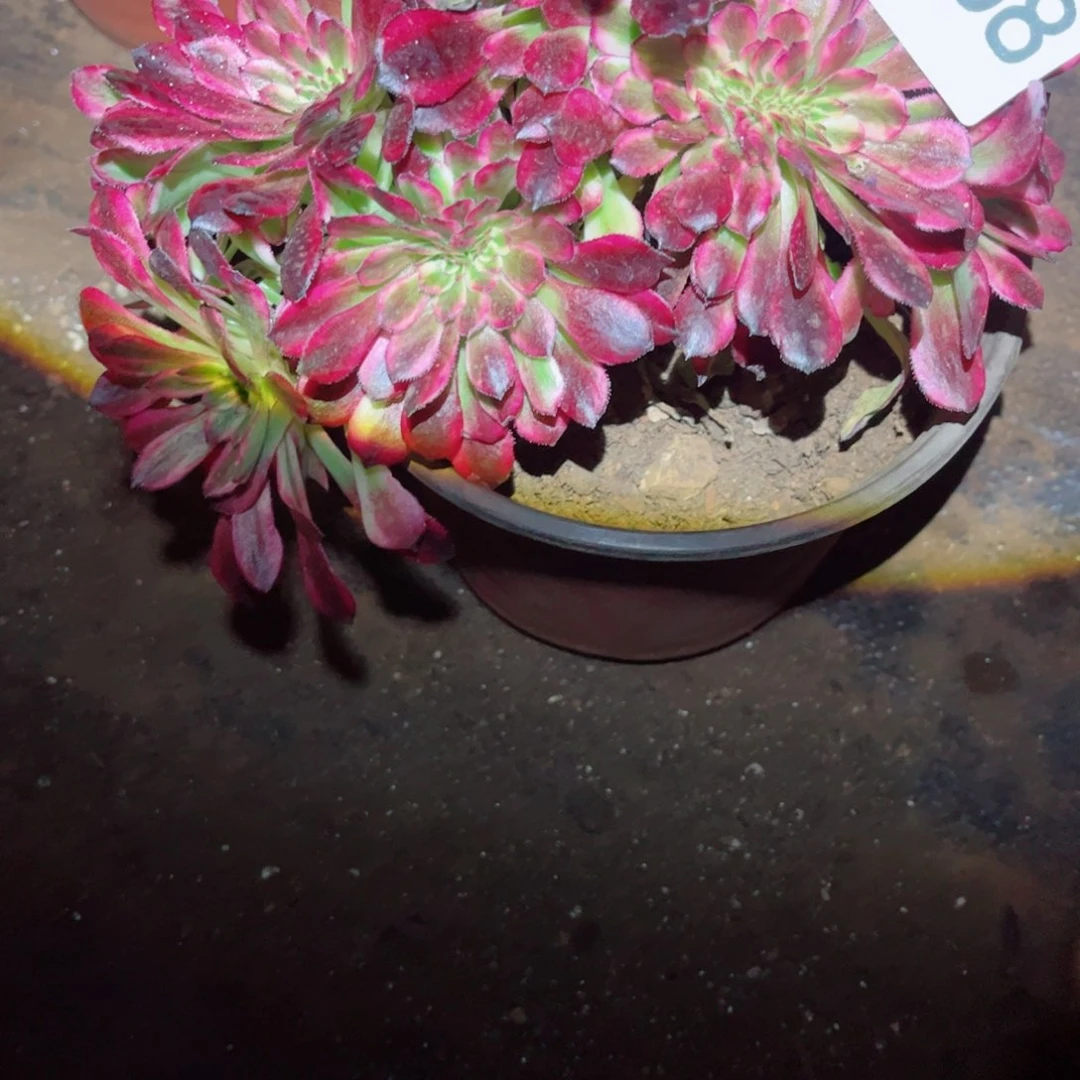 多肉植物468福利