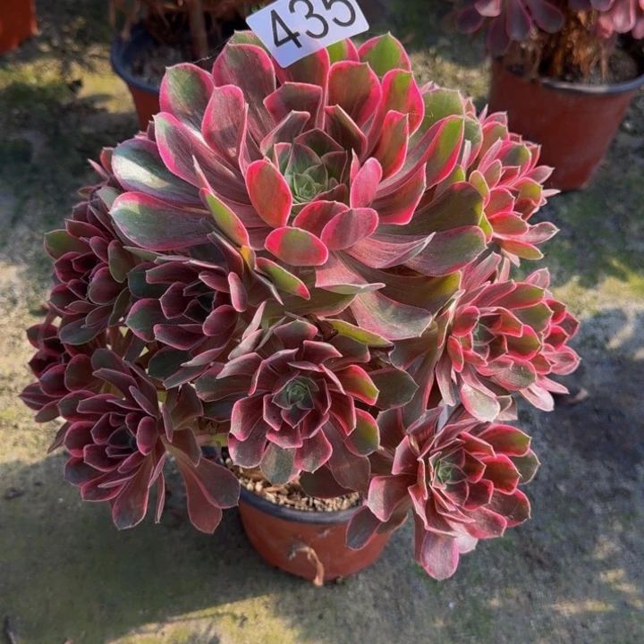 00000000000435浣纱