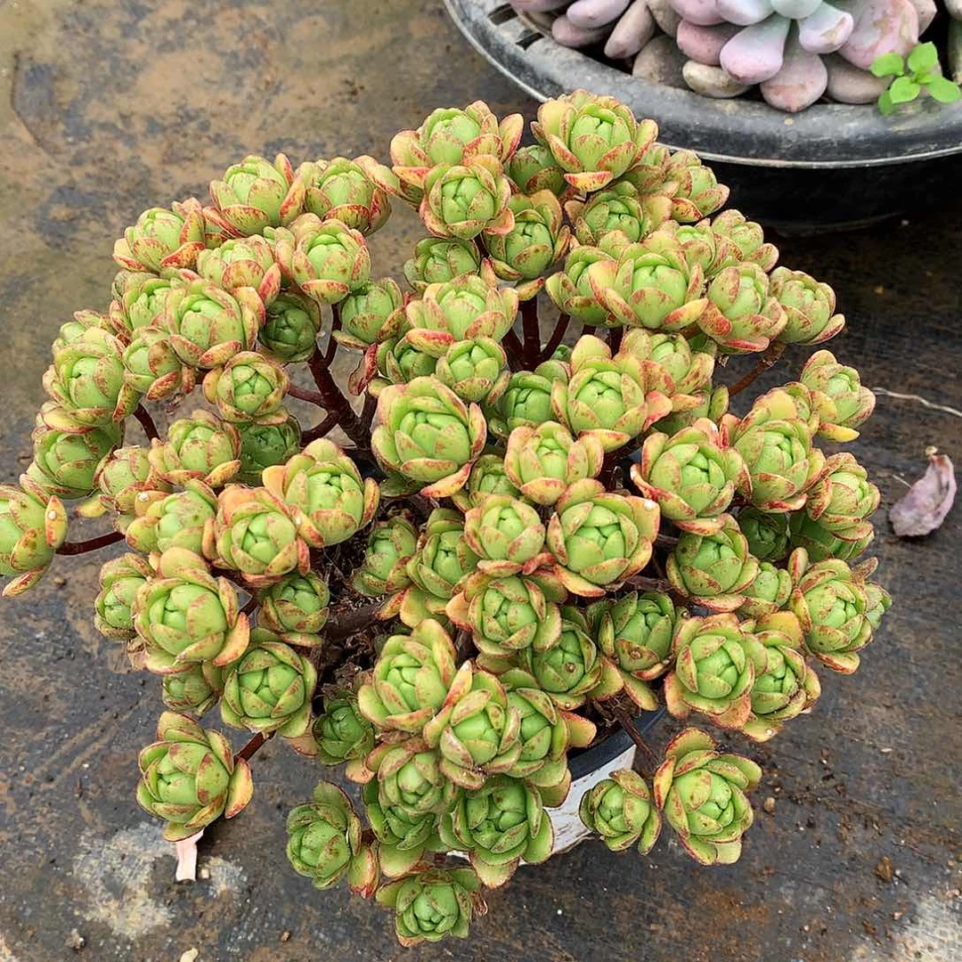 小狐狸一物一拍3-182