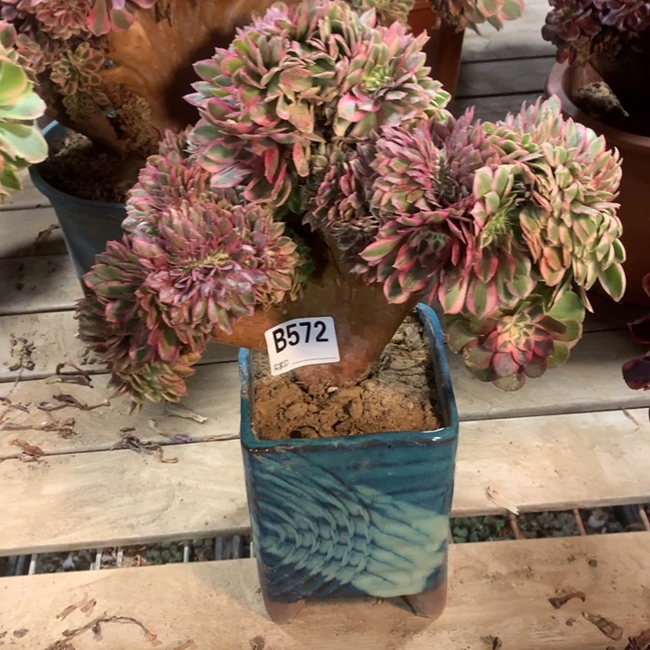 572荔枝缀多肉法师