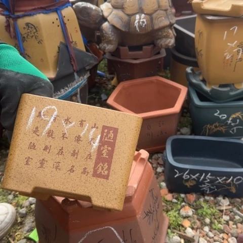 紫砂花盆紫砂花盆盆景盆栽