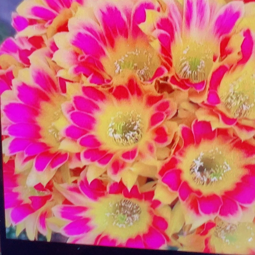 丽花阳光明媚 侧芽 满20包邮