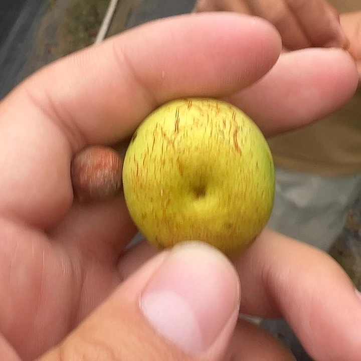 凤眼菩提吊坠酸枣核