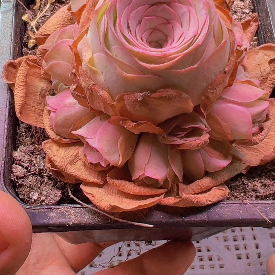 708 山地玫瑰一物一拍无售后