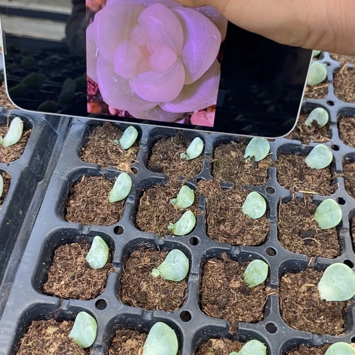 暮暮财富4芽苗一个多肉