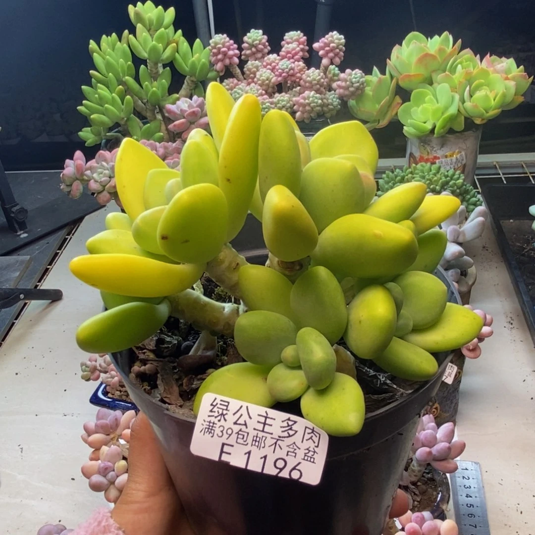 196金蝉芒果奶多肉10c m