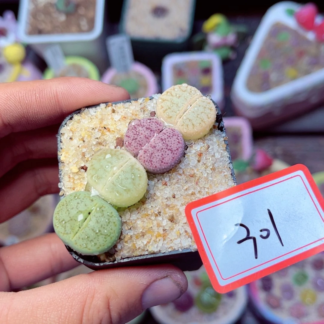 301生石花带盆发