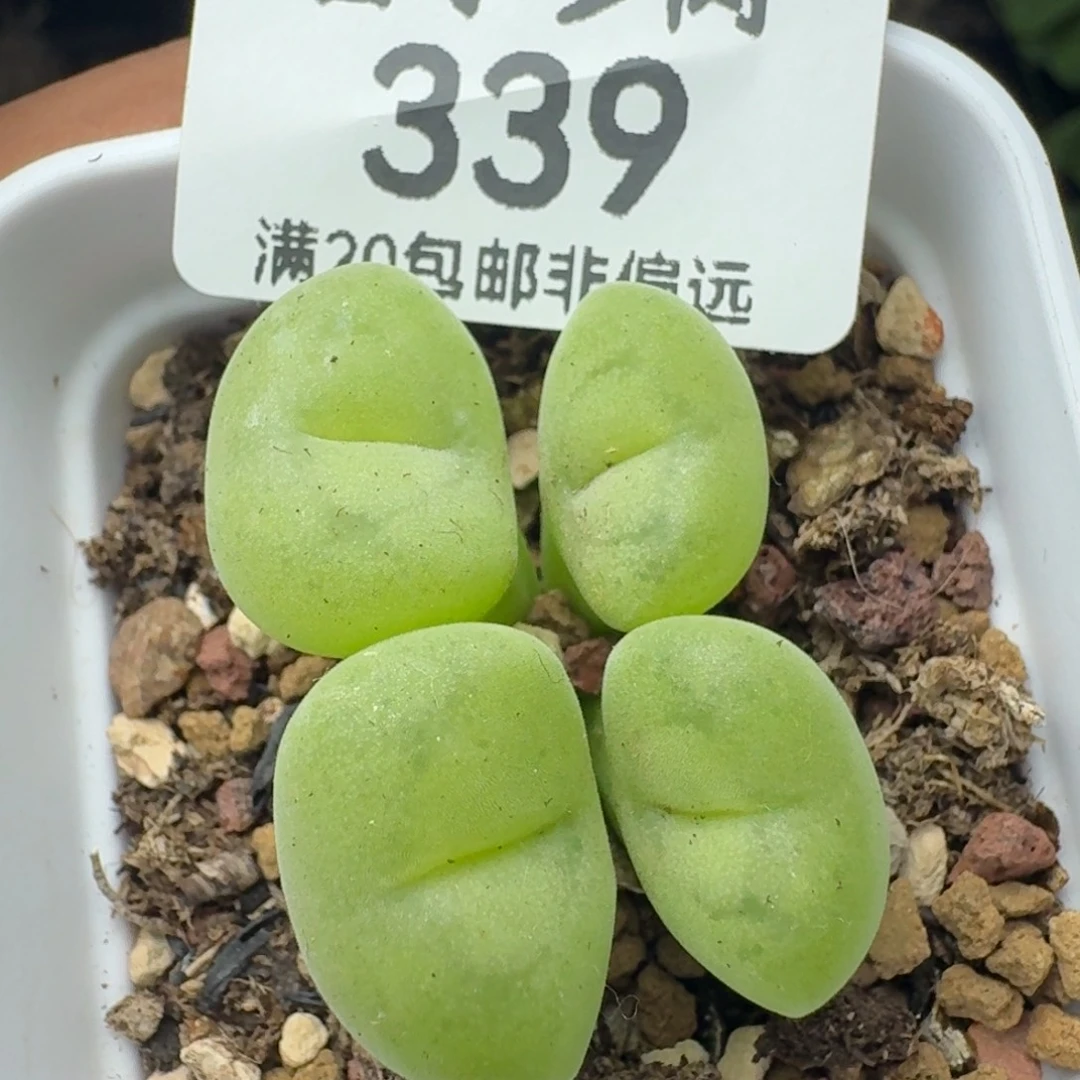 空卡带盆土