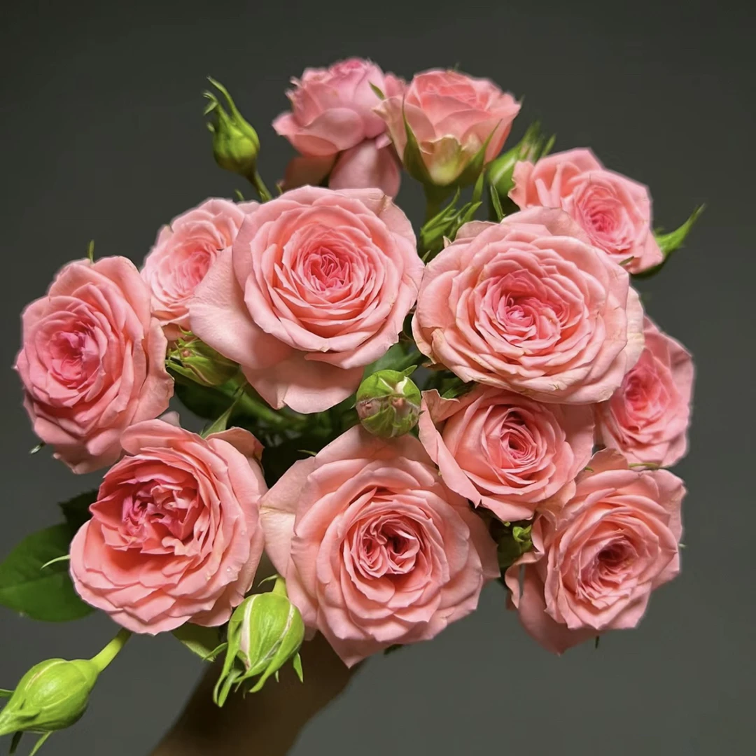 诗人科德娜月季——1加仑盆 花园楼顶阳台盆栽地栽花卉多年生木本