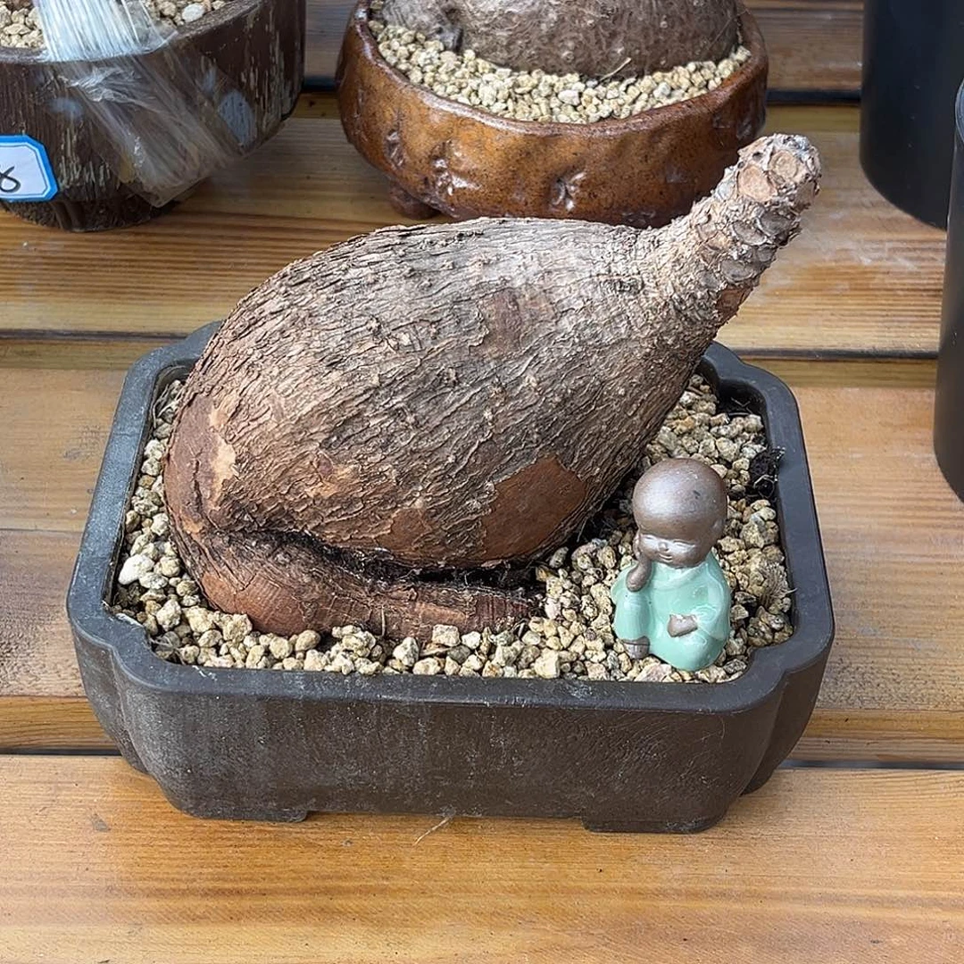 奇异油柑，盘腿造型，1-9