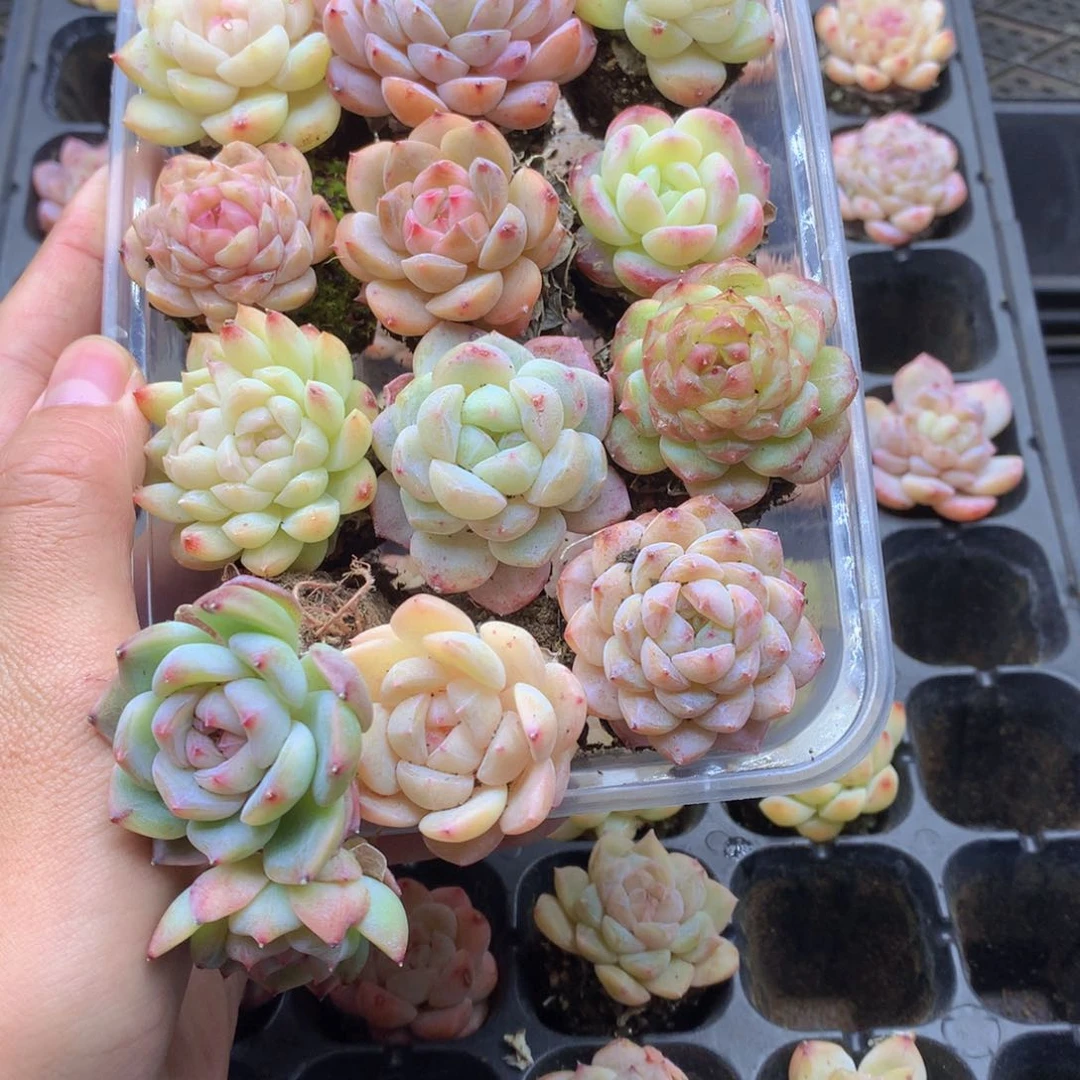 反反复复还是很开心的046