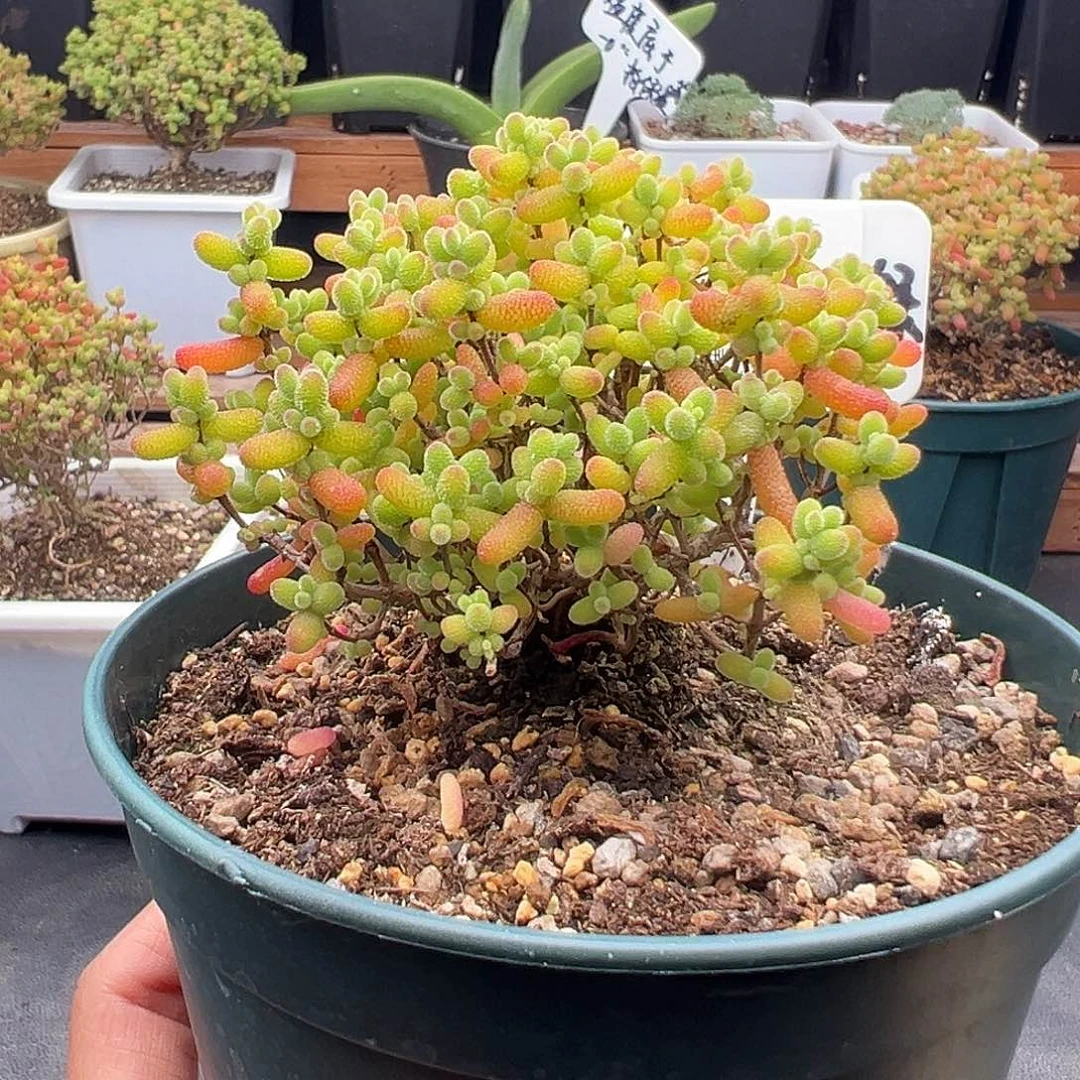 50号金桔糖球12,28多肉